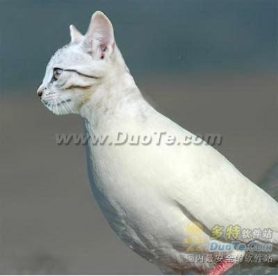 用Photoshop把一只猫头合成到鸽子身上